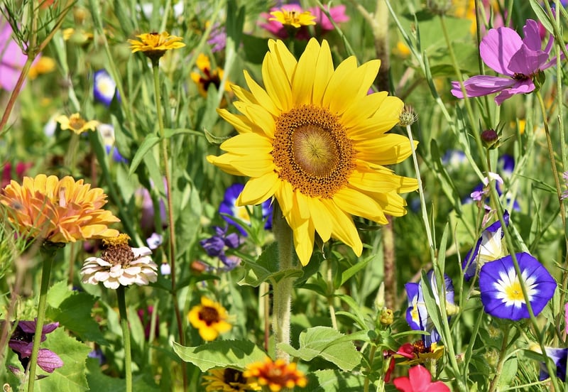 Wondrous Garden