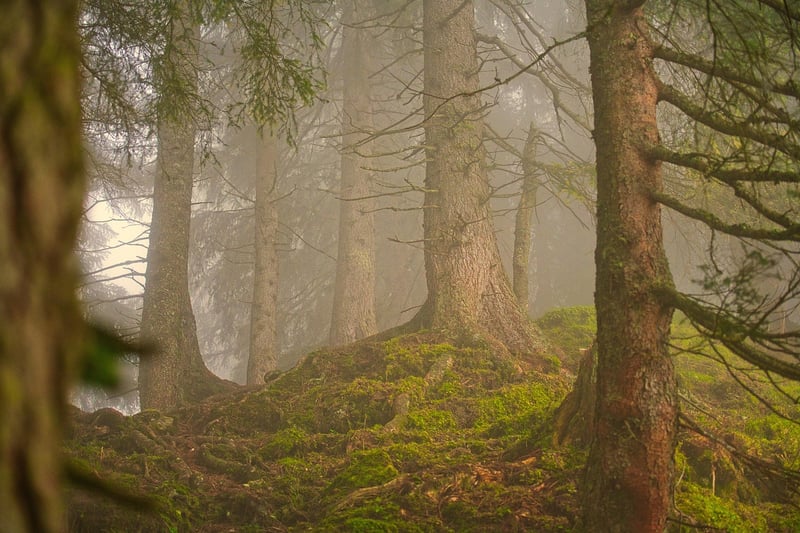 Enchanted Forest Grove