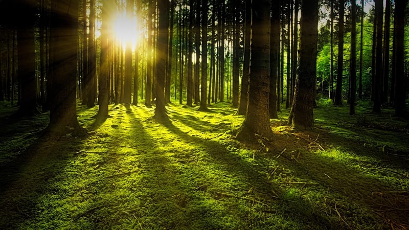 Forest Glades